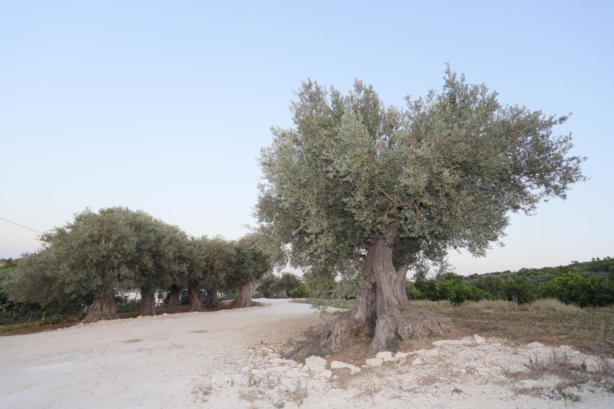 Hotel Relais Dea Degli Ulivi Agrigento Zewnętrze zdjęcie
