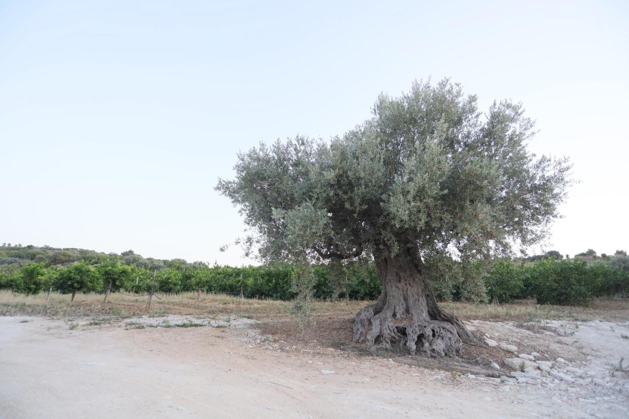 Hotel Relais Dea Degli Ulivi Agrigento Zewnętrze zdjęcie