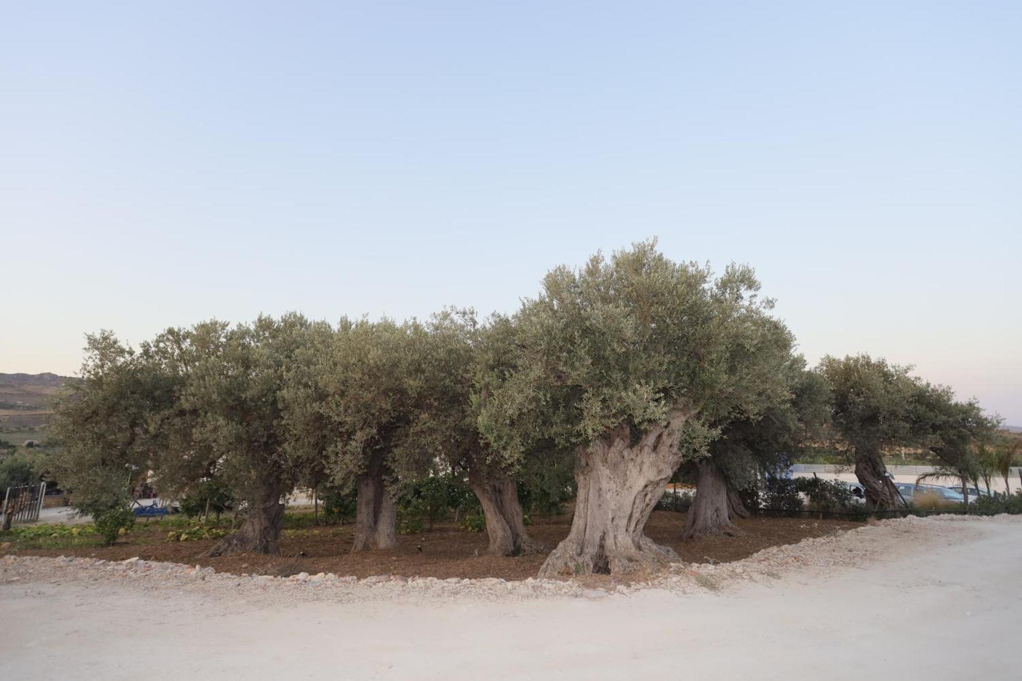 Hotel Relais Dea Degli Ulivi Agrigento Zewnętrze zdjęcie